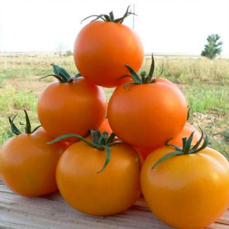 Томат TI-169 "Маматаро Голд" F1