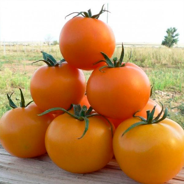 Томат TI-169 "Маматаро Голд" F1