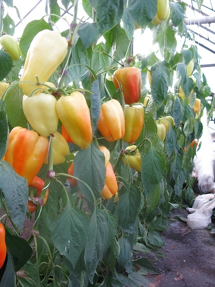 Перец "Барби" F1 — изображение 2