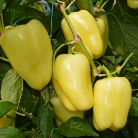 Перец сладкий "Халиф" F1