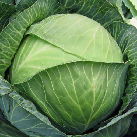 Капуста белокочанная "Бригадир" F1
