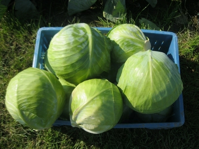 Капуста белокочанная "Бригадир" F1 — изображение 3