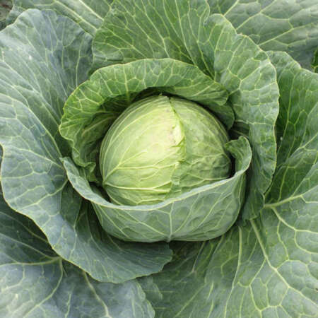 Капуста "Марлу" F1