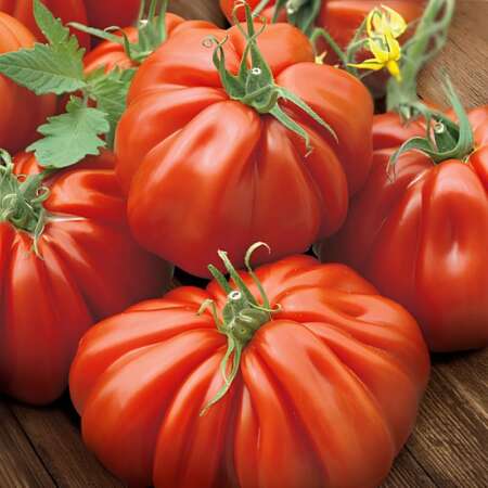 Томат "Альбенга"