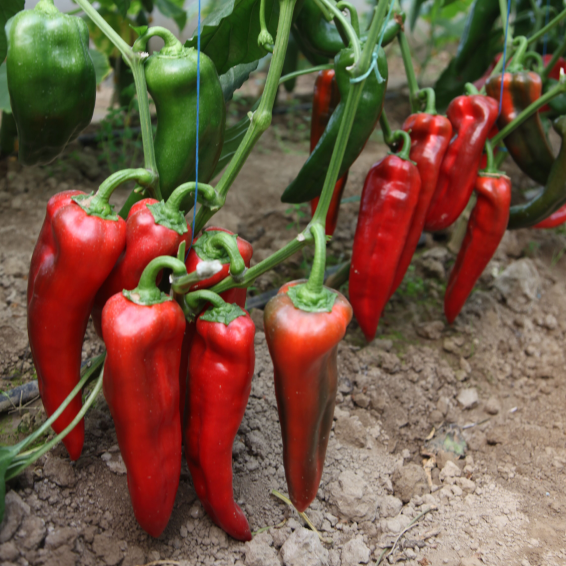 Перец "Корнелия" F1 — изображение 3