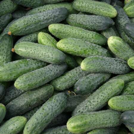 Огурец "Кураж" F1