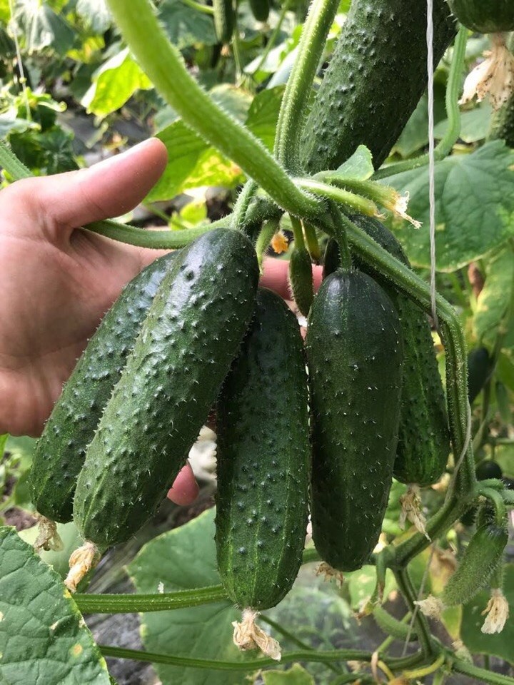 Огурец "Кураж" F1 — изображение 2