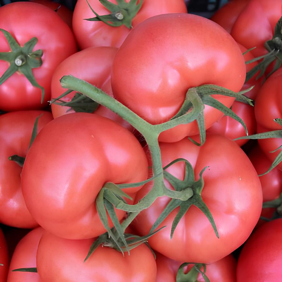 Томат "Матиссимо" F1 — изображение 2