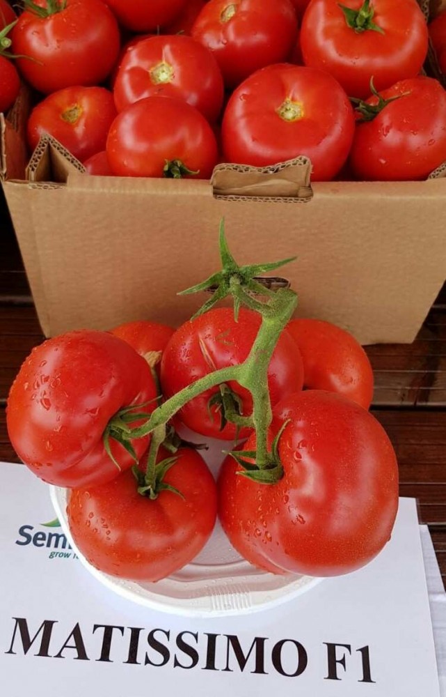 Томат "Матиссимо" F1 — изображение 3