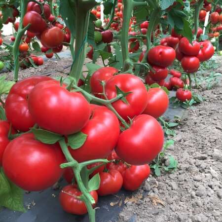 Томат "Матиссимо" F1