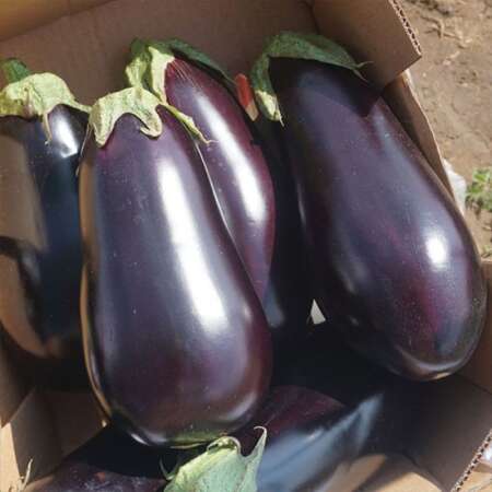 Баклажан "Эпик" F1