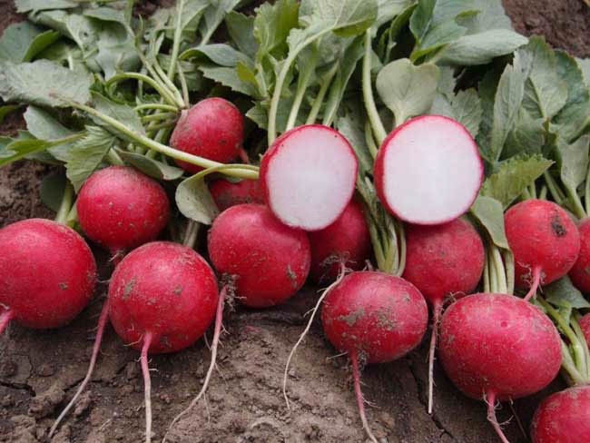 Редис "Мелито" F1 — изображение 3