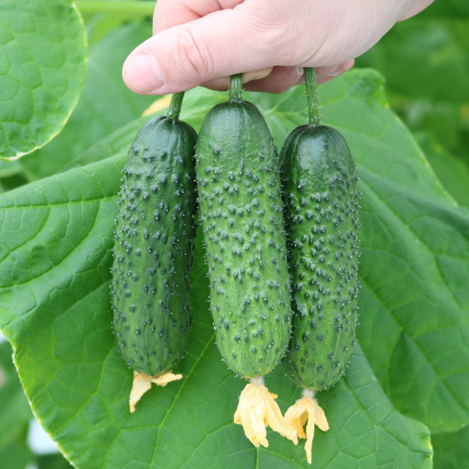 Огурец "Спайк" F1