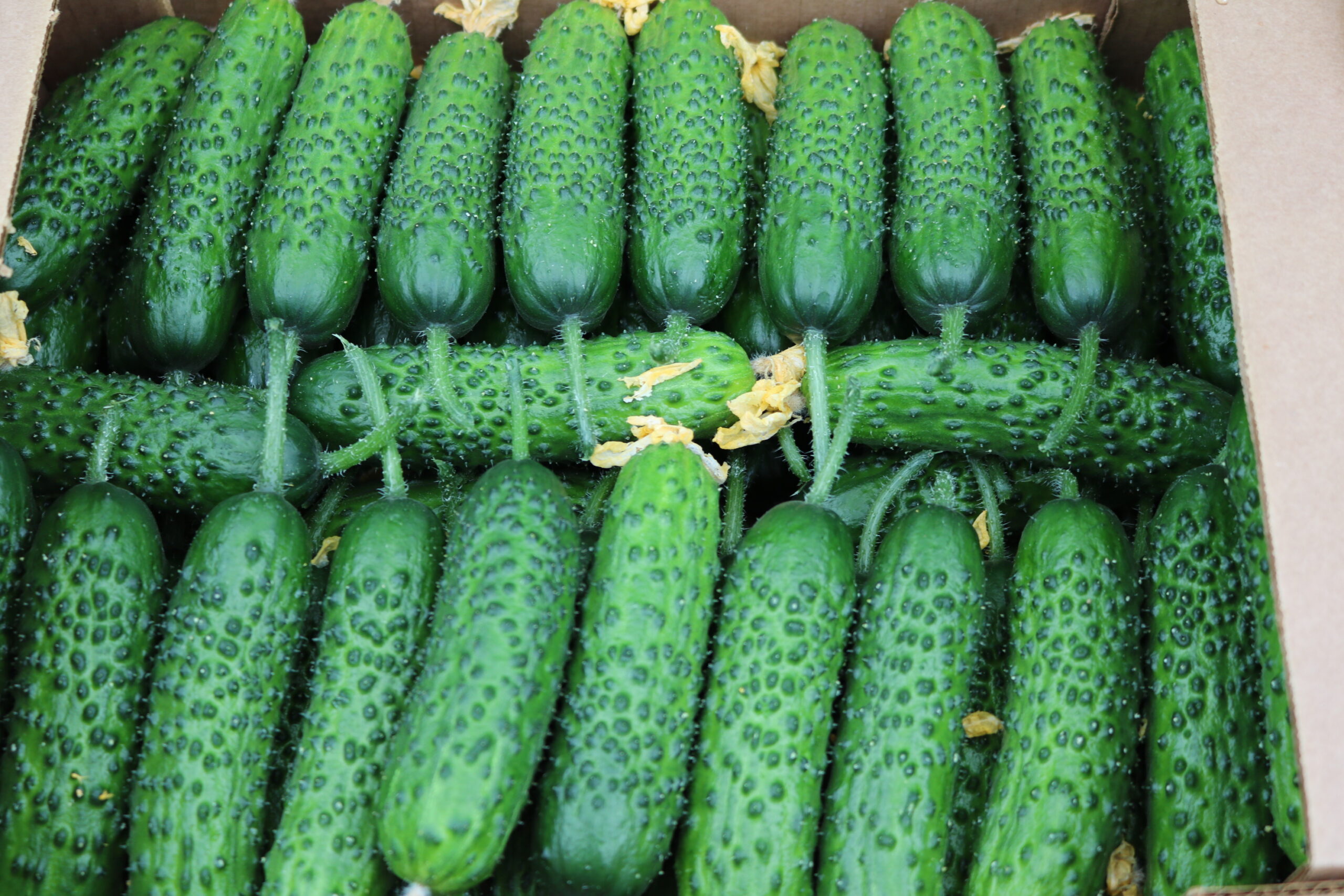 Огурец "Спайк" F1 — изображение 3