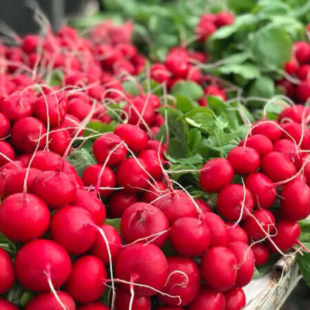 Редис "Мелито" F1