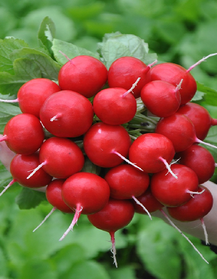 Редис "Диего" F1 — изображение 2