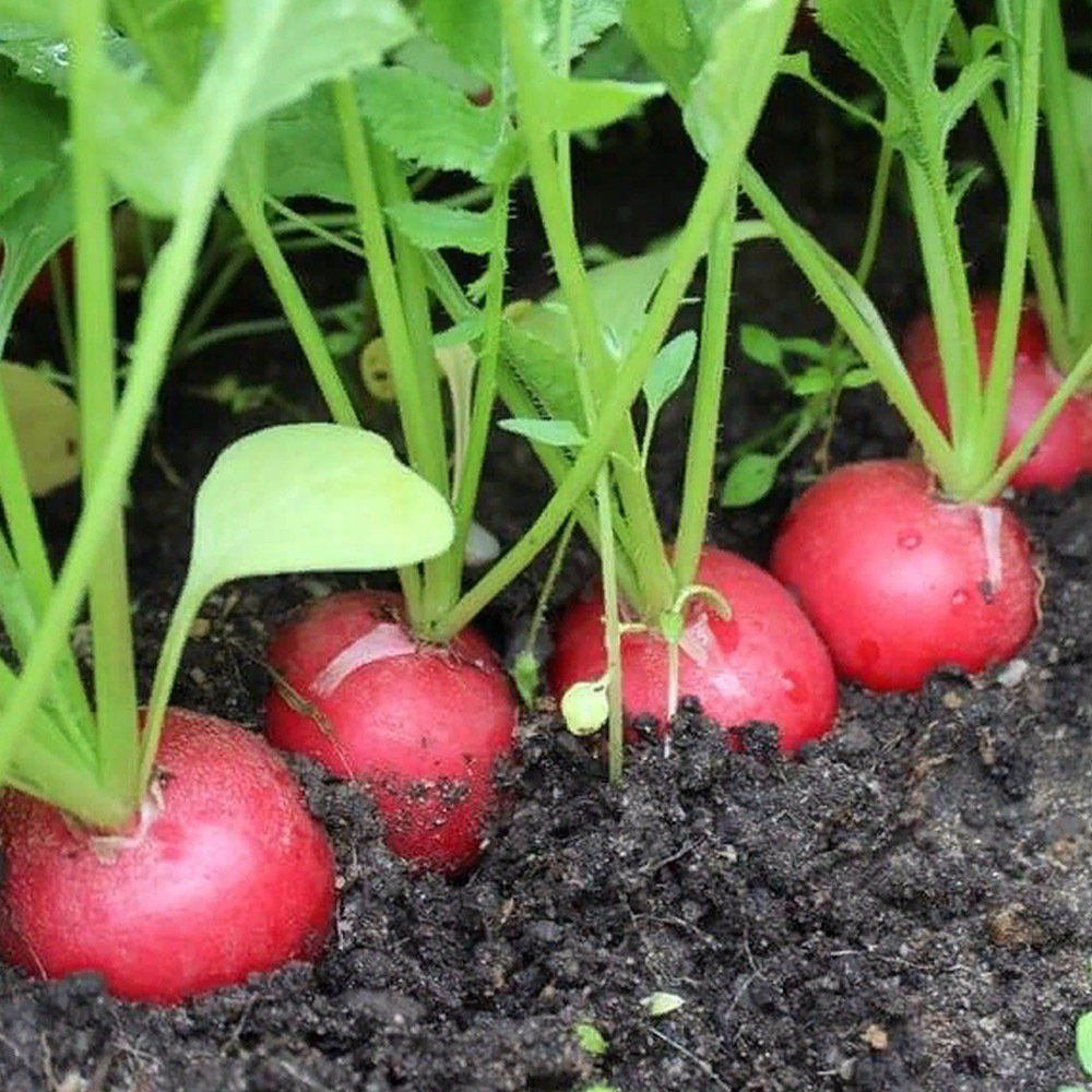 Редис "Мелито" F1 — изображение 2