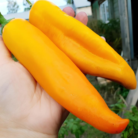 Перец "Бычий рог" (жёлтый)