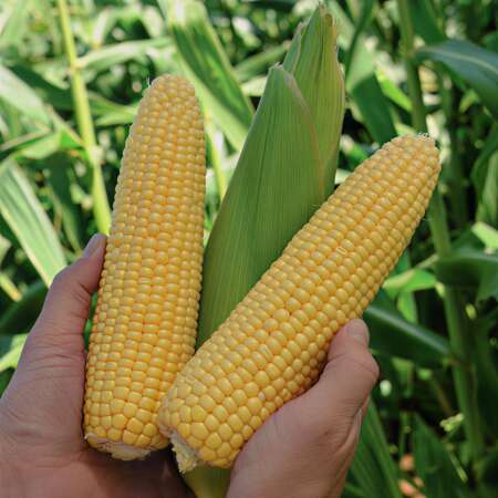 Кукуруза сахарная "Минт" F1