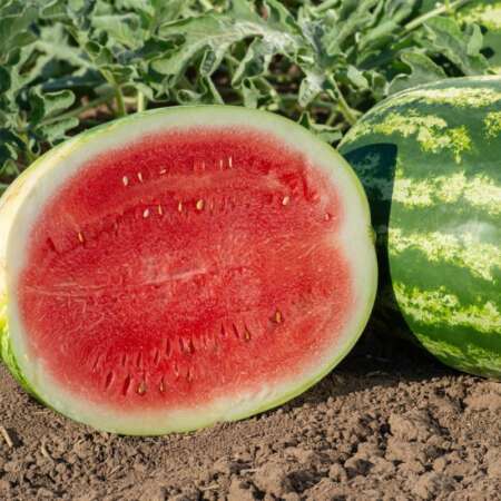 Арбуз "Капитол" F1