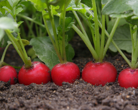 Редис "Цезарь" F1