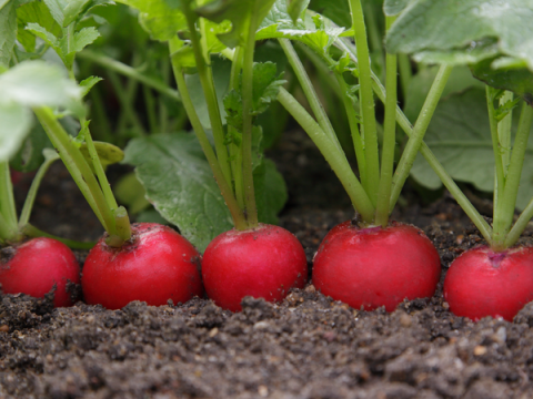 Редис "Цезарь" F1