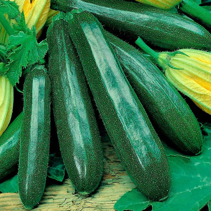 Кабачок "Кора" F1 — изображение 2