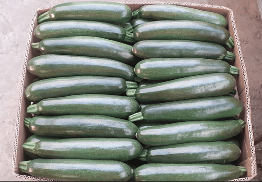 Кабачок "Кора" F1 — изображение 3