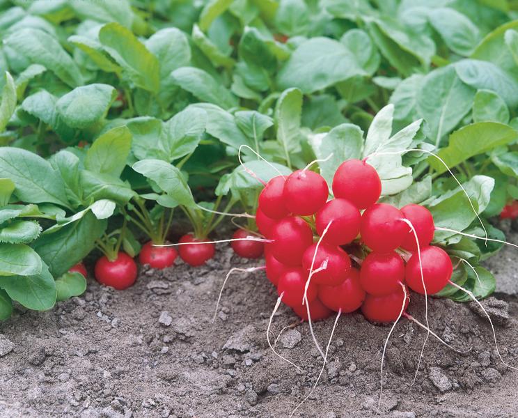 Редис "Цезарь" F1 — изображение 2