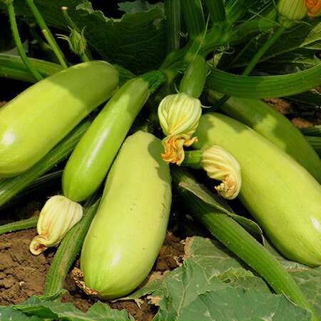 Кабачок "Искандер" F1