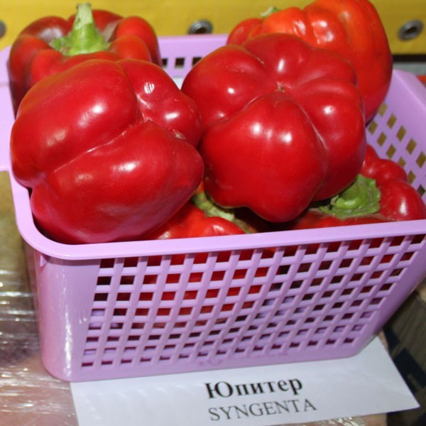 Перец "Юпитер" F1