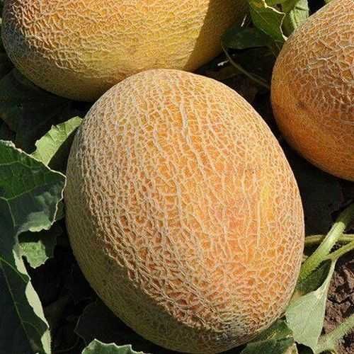 Дыня "Мазин" F1