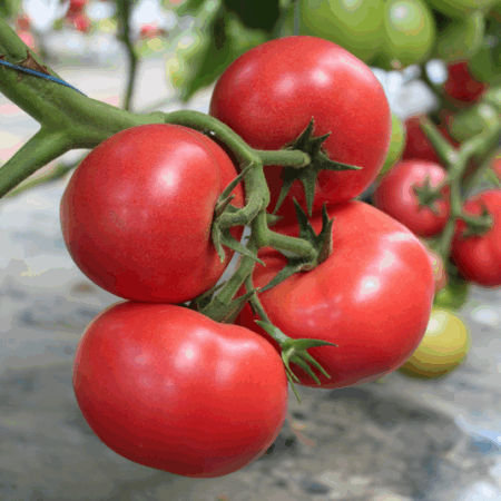 Томат "Наргиза" F1