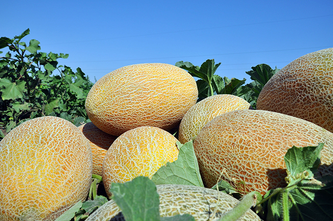 Дыня "Мазин" F1 — изображение 2