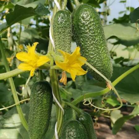 Огурец "Монолит" F1