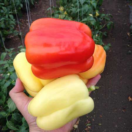 Перец "Оида" F1