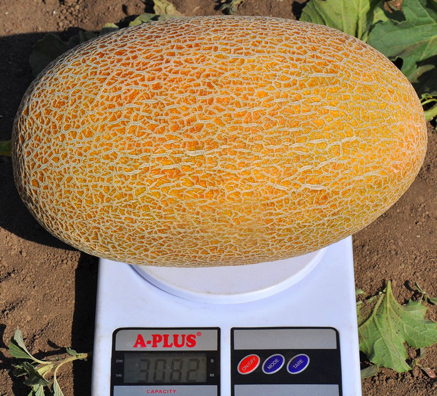 Дыня "Мазин" F1 — изображение 3