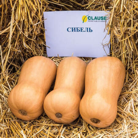 Тыква "Сибель" F1