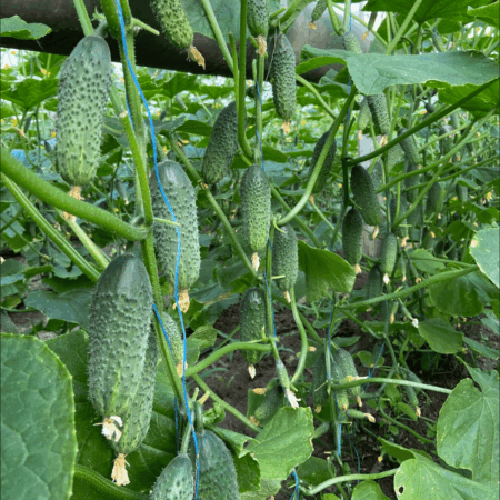 Огурец "Америго" F1