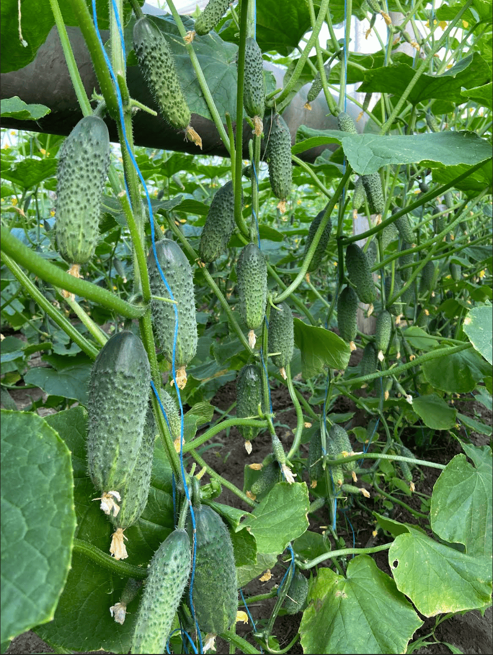 Огурец "Америго" F1