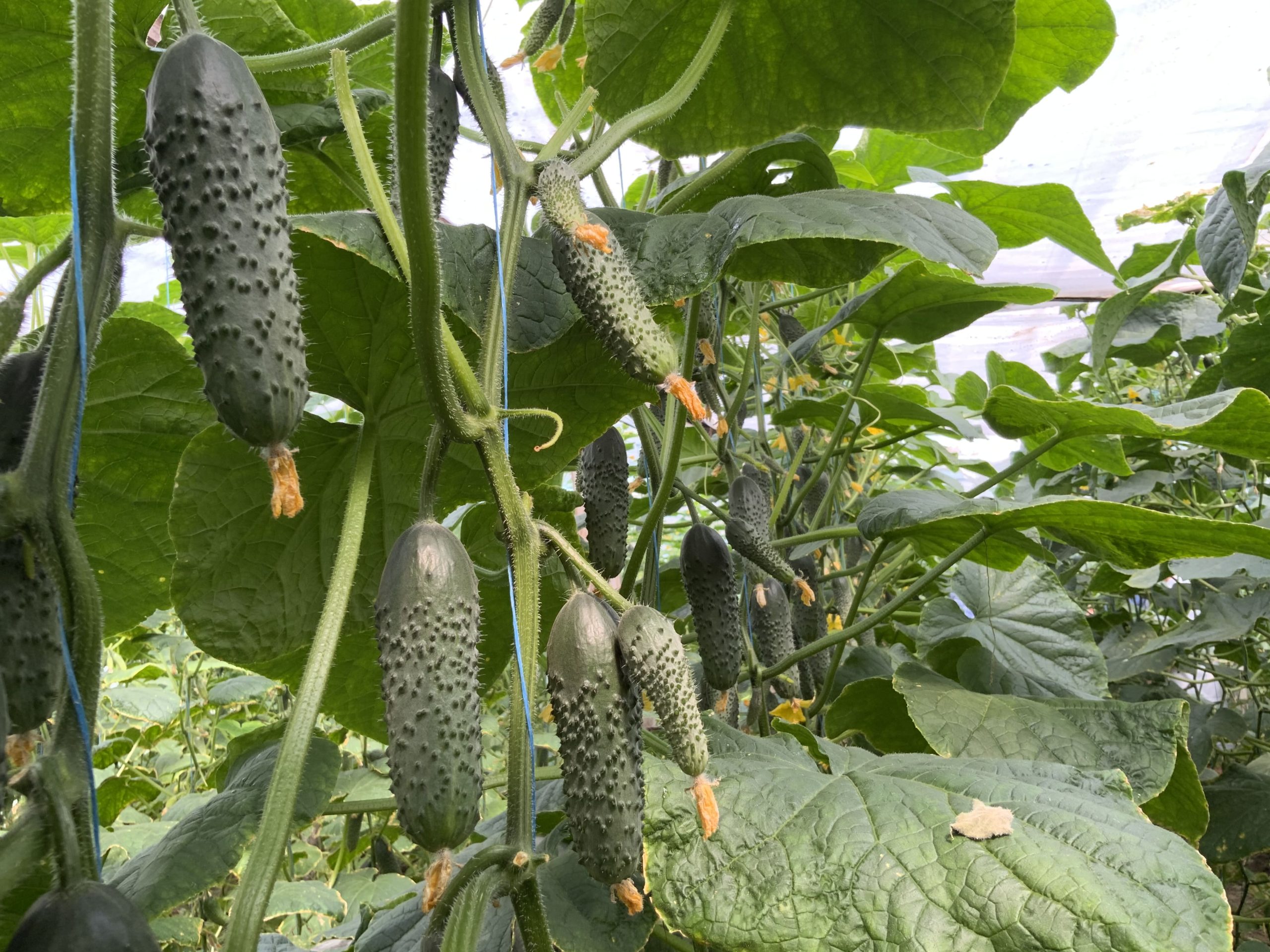 Огурец "Америго" F1 — изображение 2