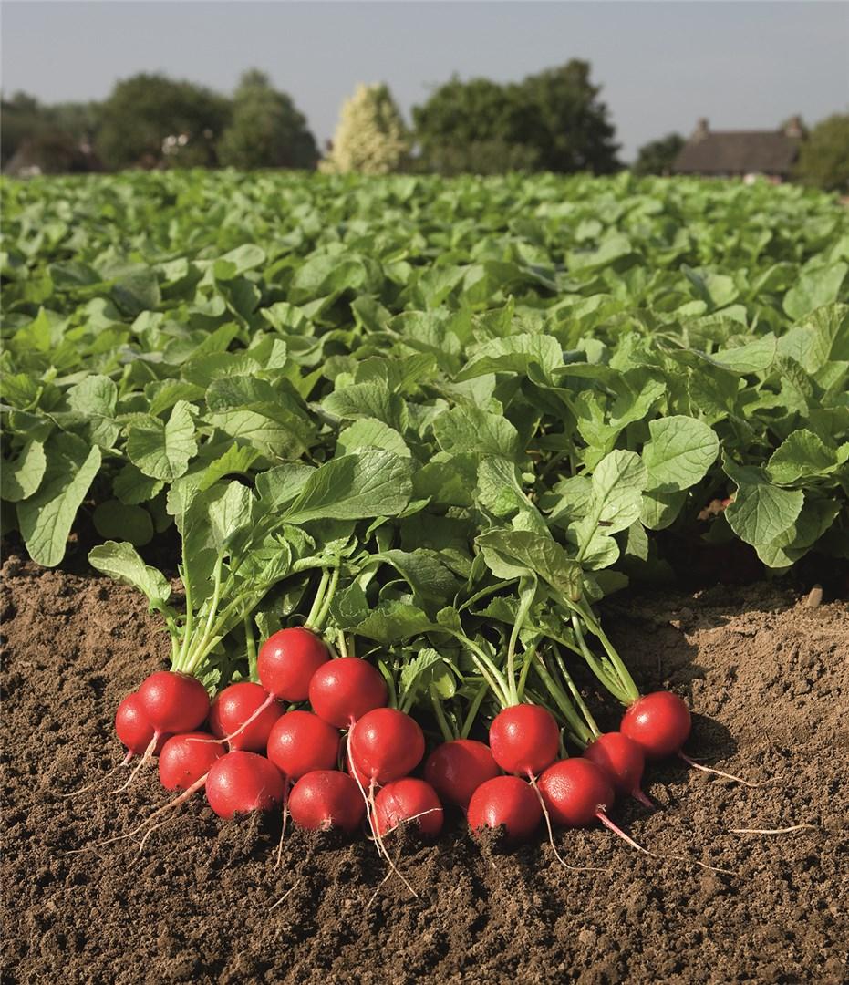 Редис "Рудольф" F1 — изображение 3