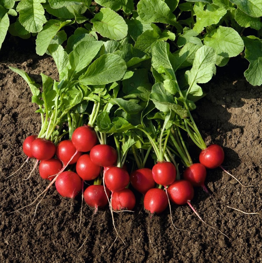 Редис "Рудольф" F1