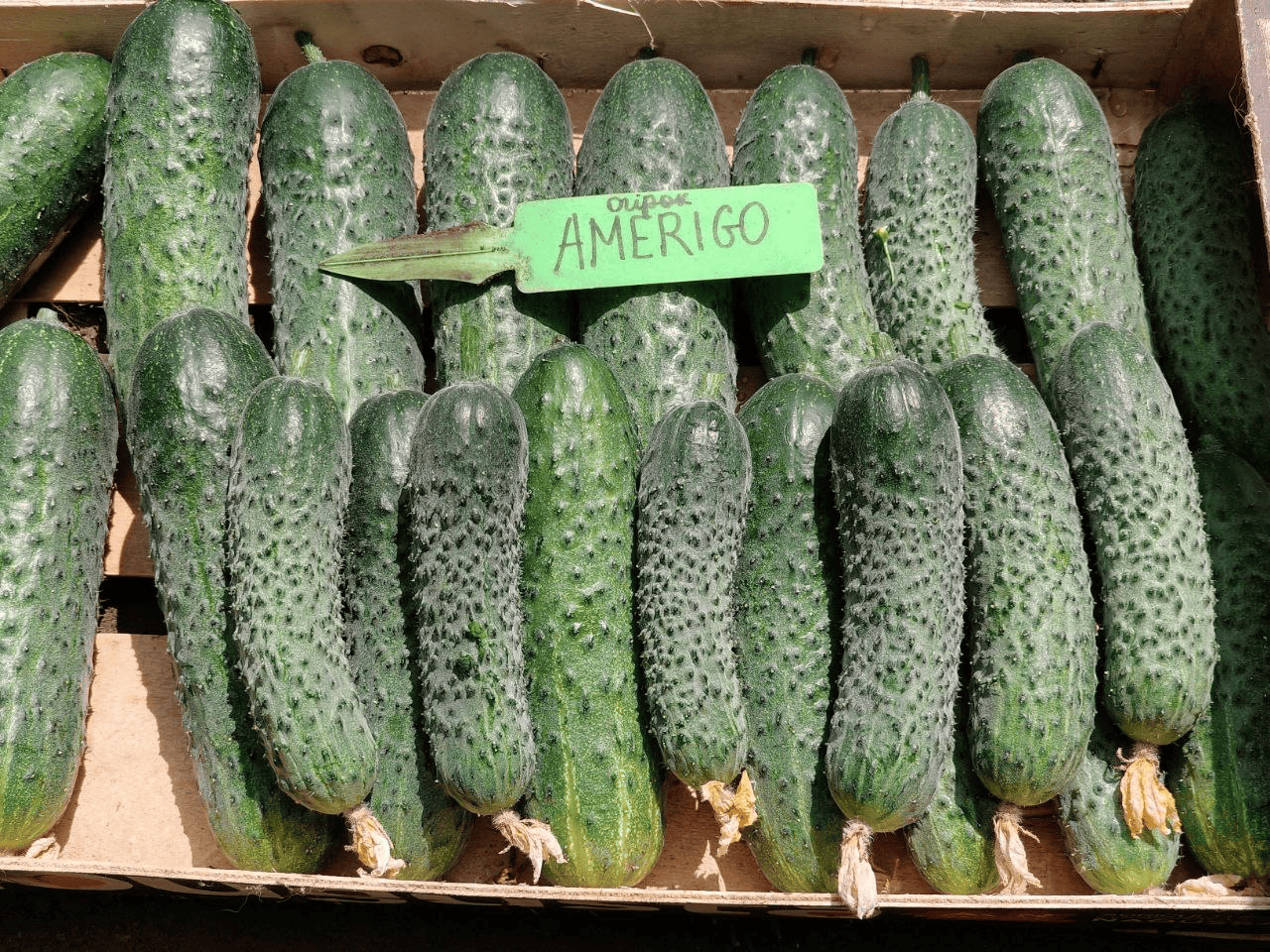 Огурец "Америго" F1 — изображение 3