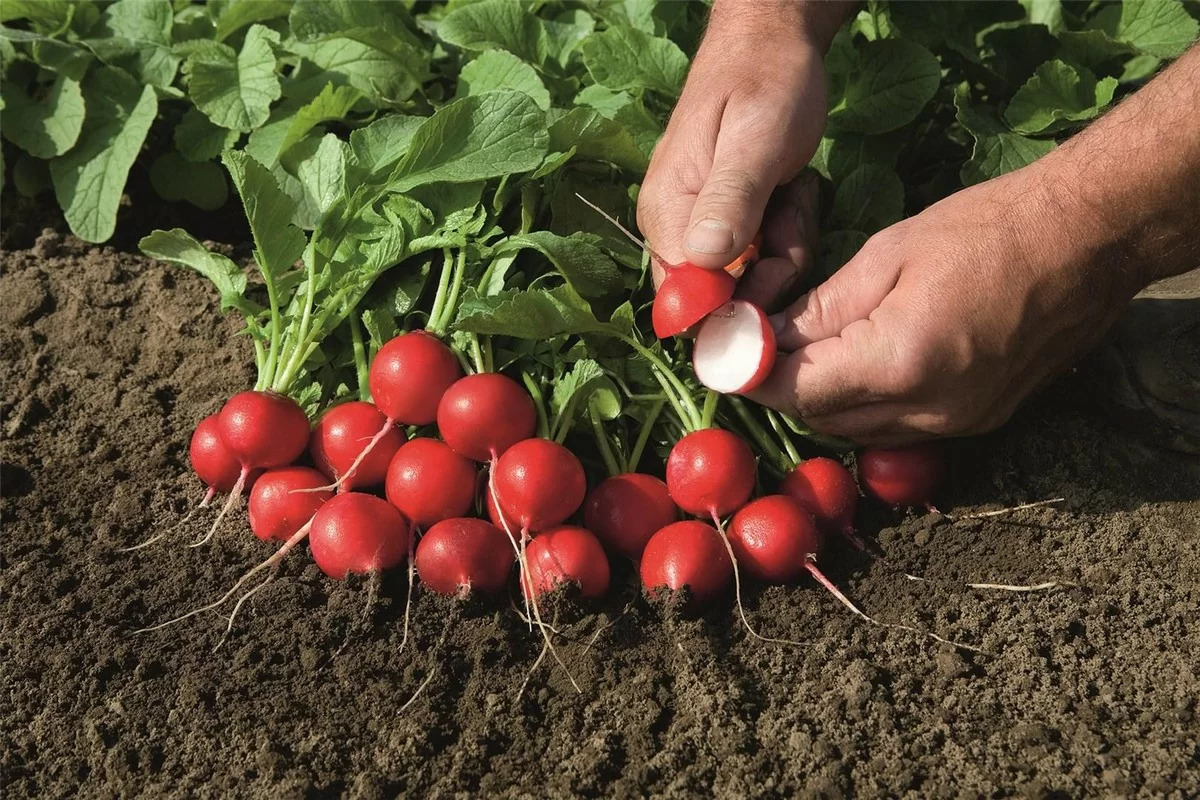 Редис "Рудольф" F1 — изображение 2