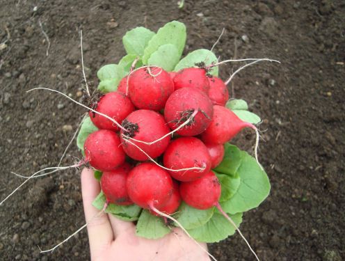 Редис "Глориет" F1 — изображение 2