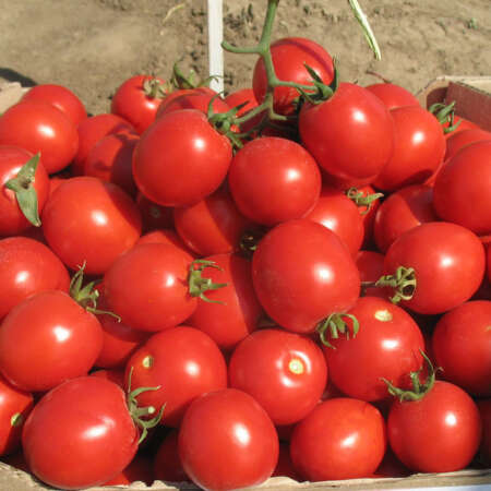 Томат "Мариана" F1