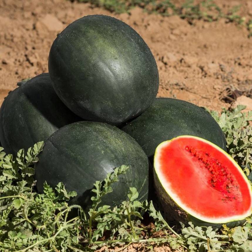 Арбуз "Мулат" F1 — изображение 3
