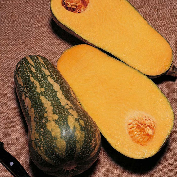 Тыква "Барбара" F1 — изображение 3