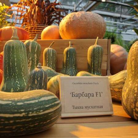 Тыква "Барбара" F1